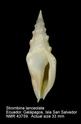 Strombina lanceolata.jpg - Strombina lanceolata(G.B.Sowerby,1832)